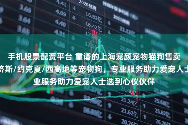 手机股票配资平台 靠谱的上海宠颜宠物猫狗售卖推荐,买马尔济斯/约克夏/西高地等宠物狗,专业服务助力爱宠人士选到心仪伙伴